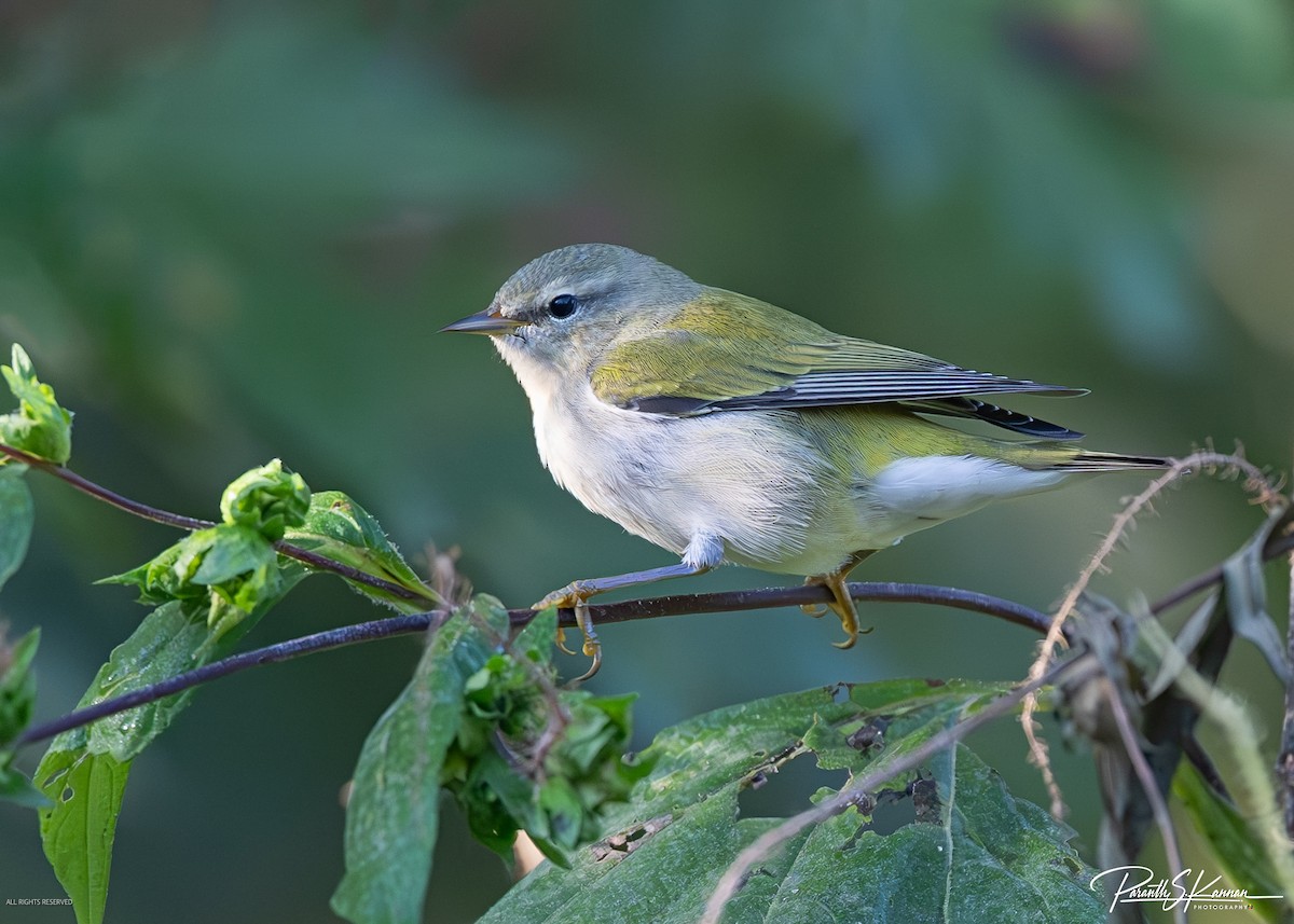 møllparula - ML641886262