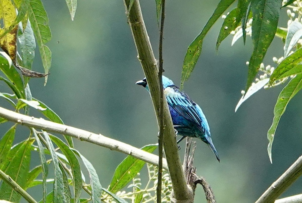 Blue-necked Tanager - ML641886270