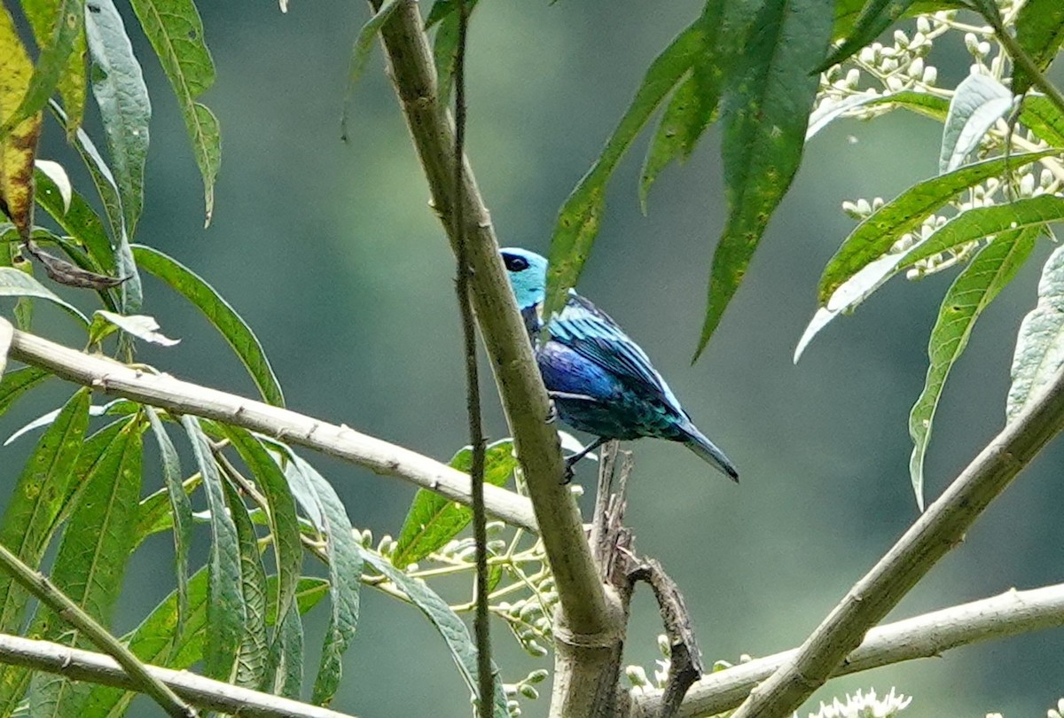 Blue-necked Tanager - ML641886275