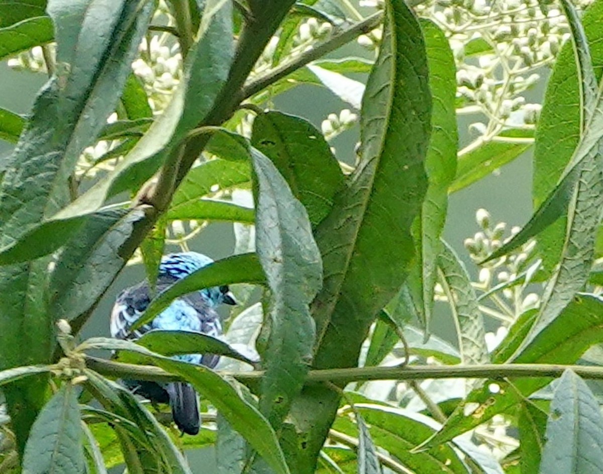 Blue-necked Tanager - ML641886284