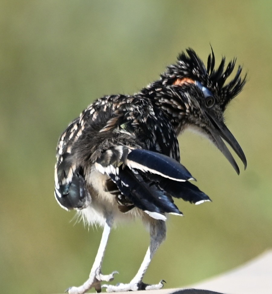 Greater Roadrunner - ML641886306