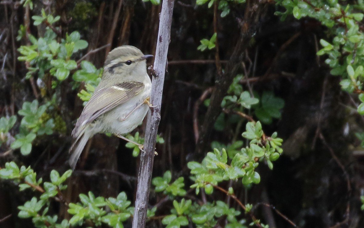 Sichuan Leaf Warbler - Dave Curtis