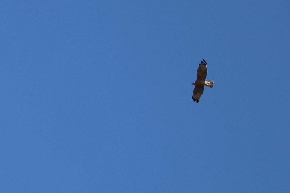 Bonelli's Eagle - ML641886315
