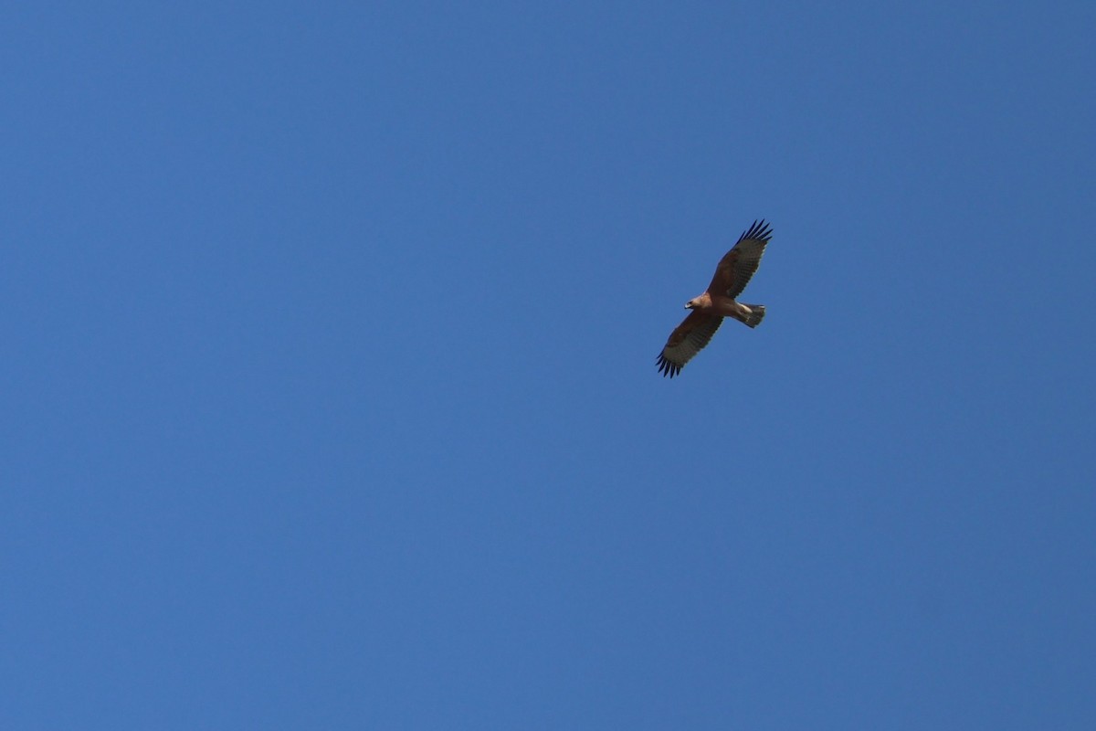 Bonelli's Eagle - ML641886320