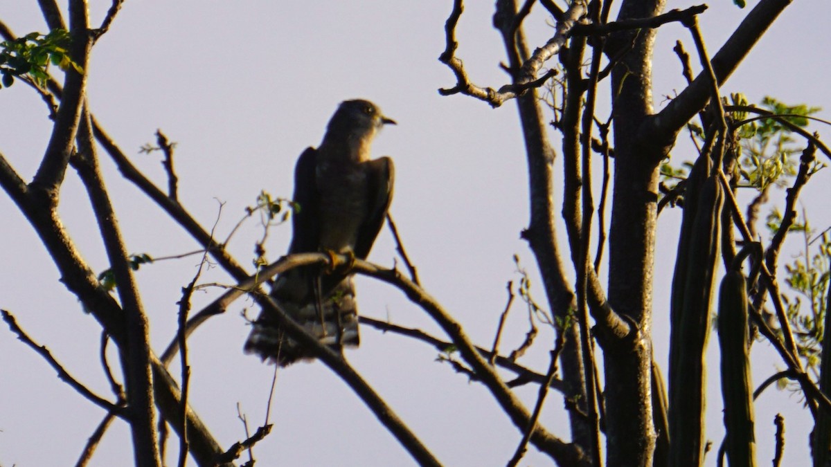 Common Hawk-Cuckoo - ML641886325
