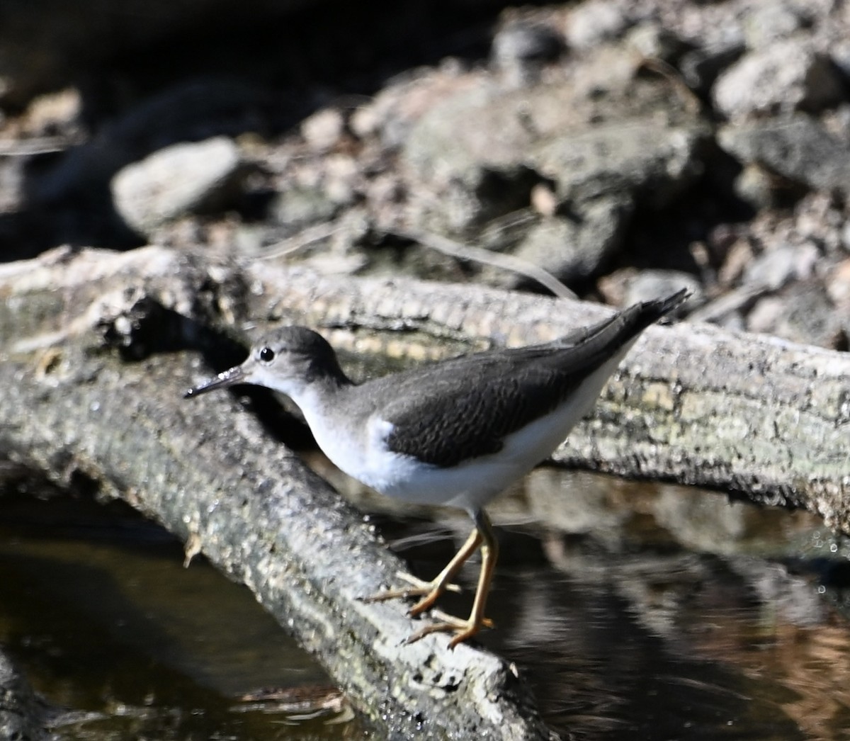 Spotted Sandpiper - ML641886333