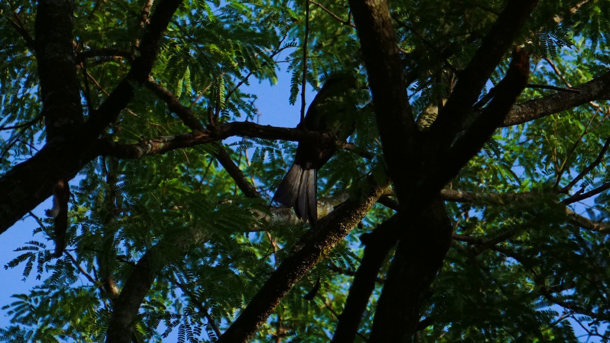 Greater Racket-tailed Drongo - ML641886348