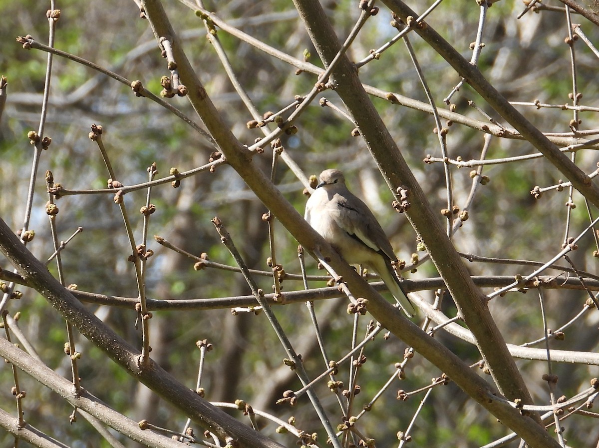 Picui Ground Dove - ML641886362