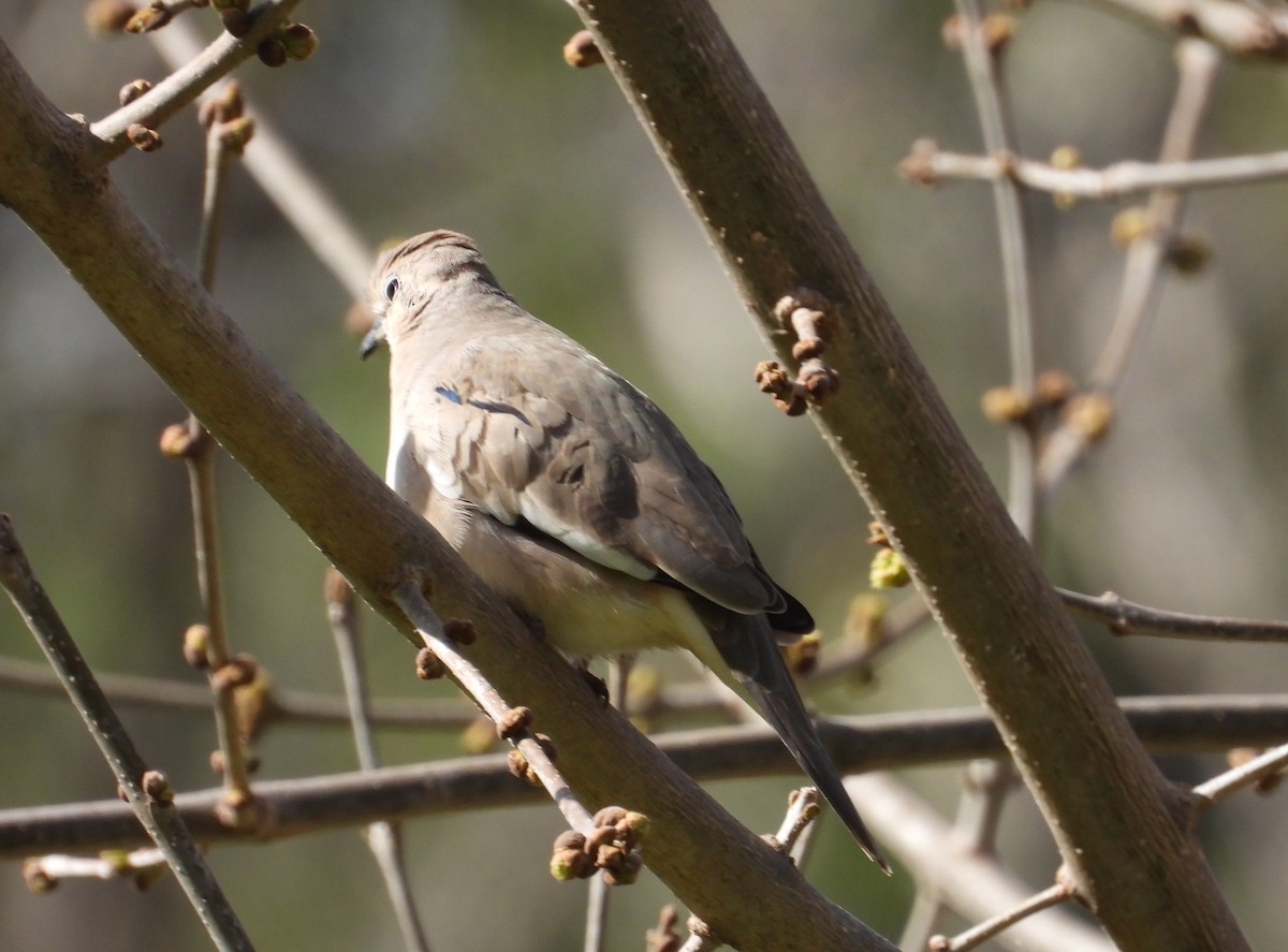 Picui Ground Dove - ML641886365