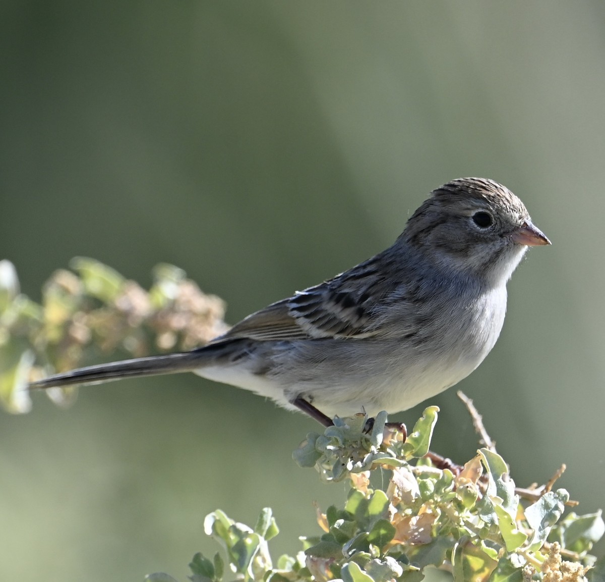 Brewer's Sparrow - ML641886386