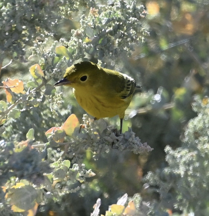 Northern Yellow Warbler - ML641886423