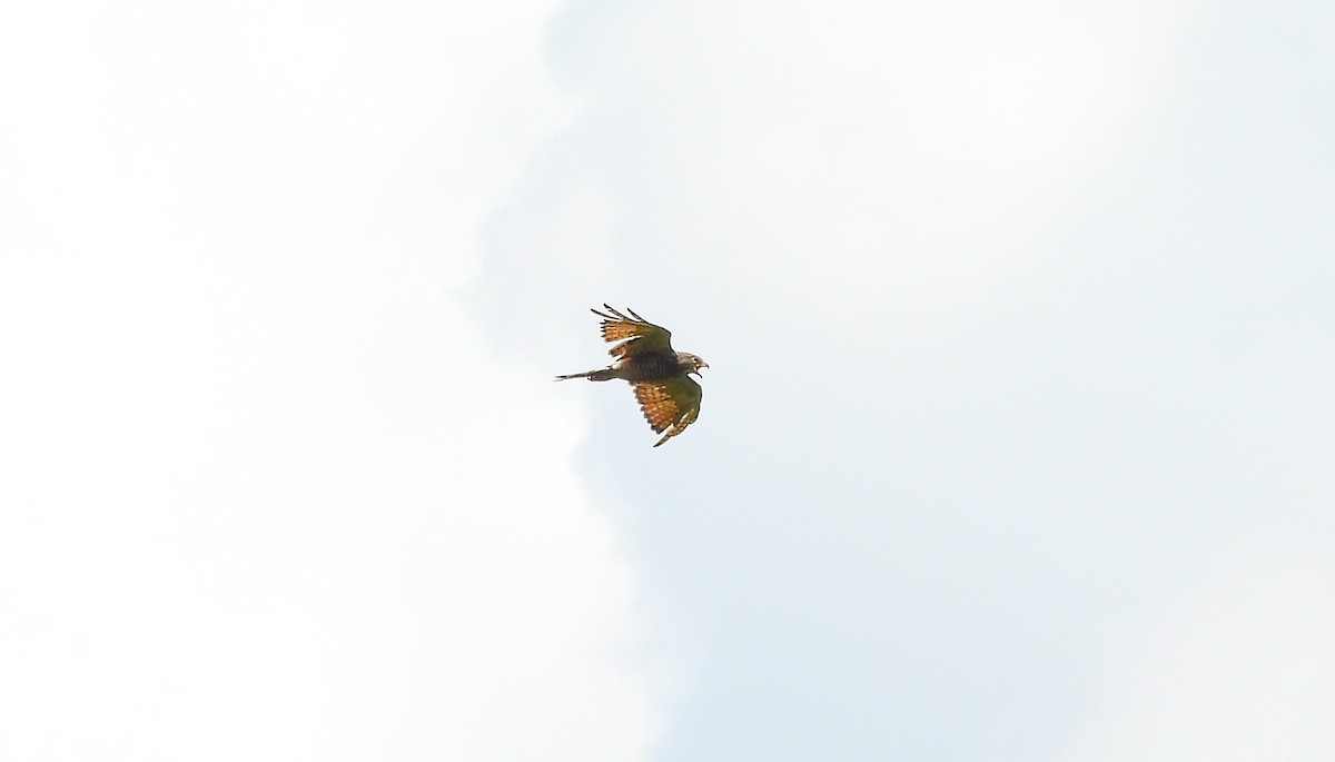 Amurbussard - ML641886424