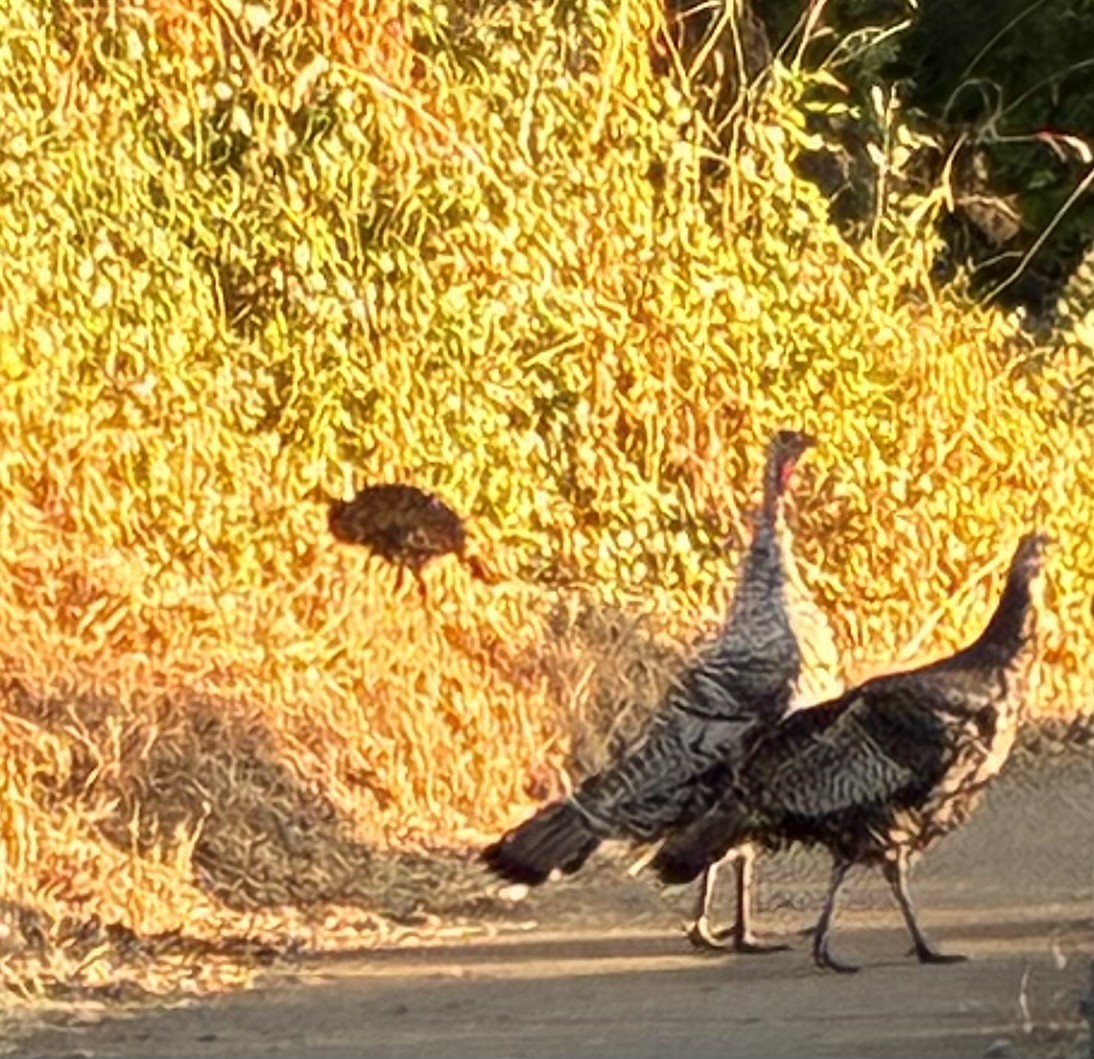 Guajolote Gallipavo - ML641886434