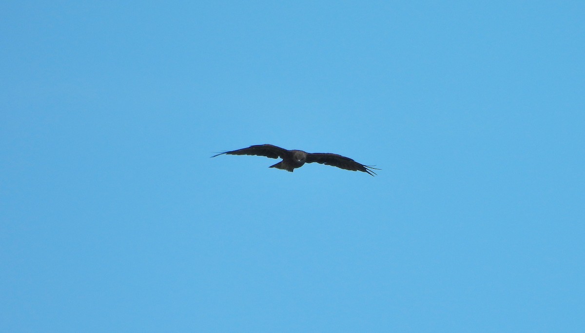Black Kite - ML641886440