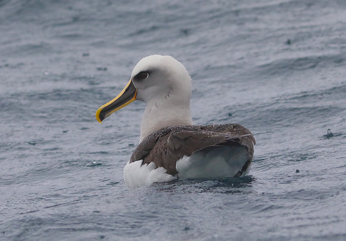 Buller's Albatross - ML641886441
