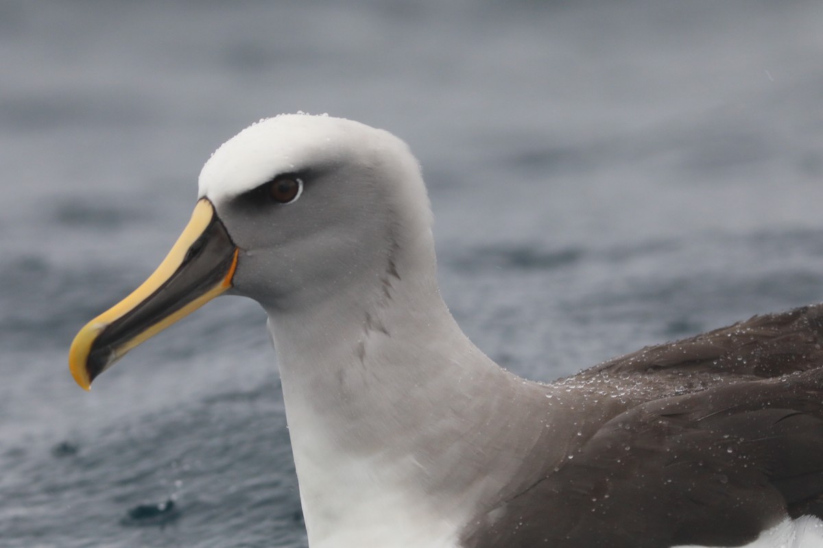 Buller's Albatross - ML641886442