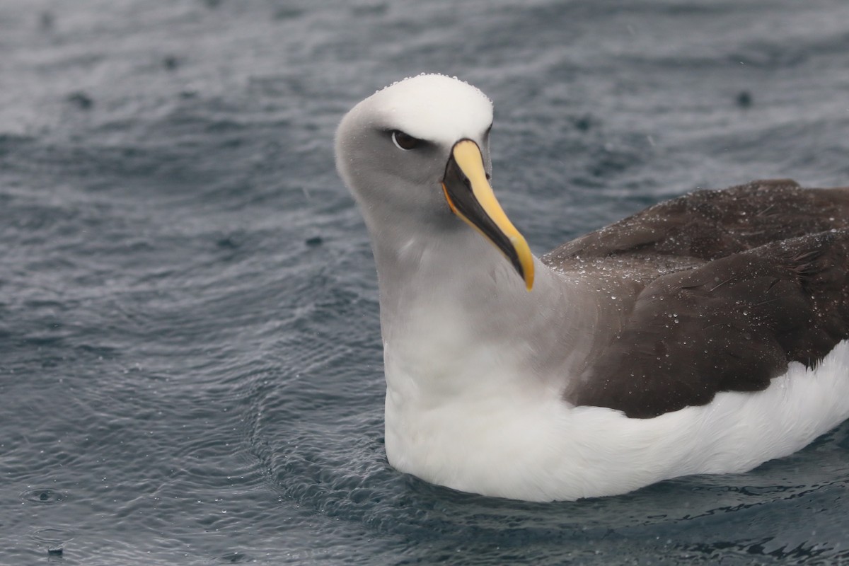 Buller's Albatross - ML641886443