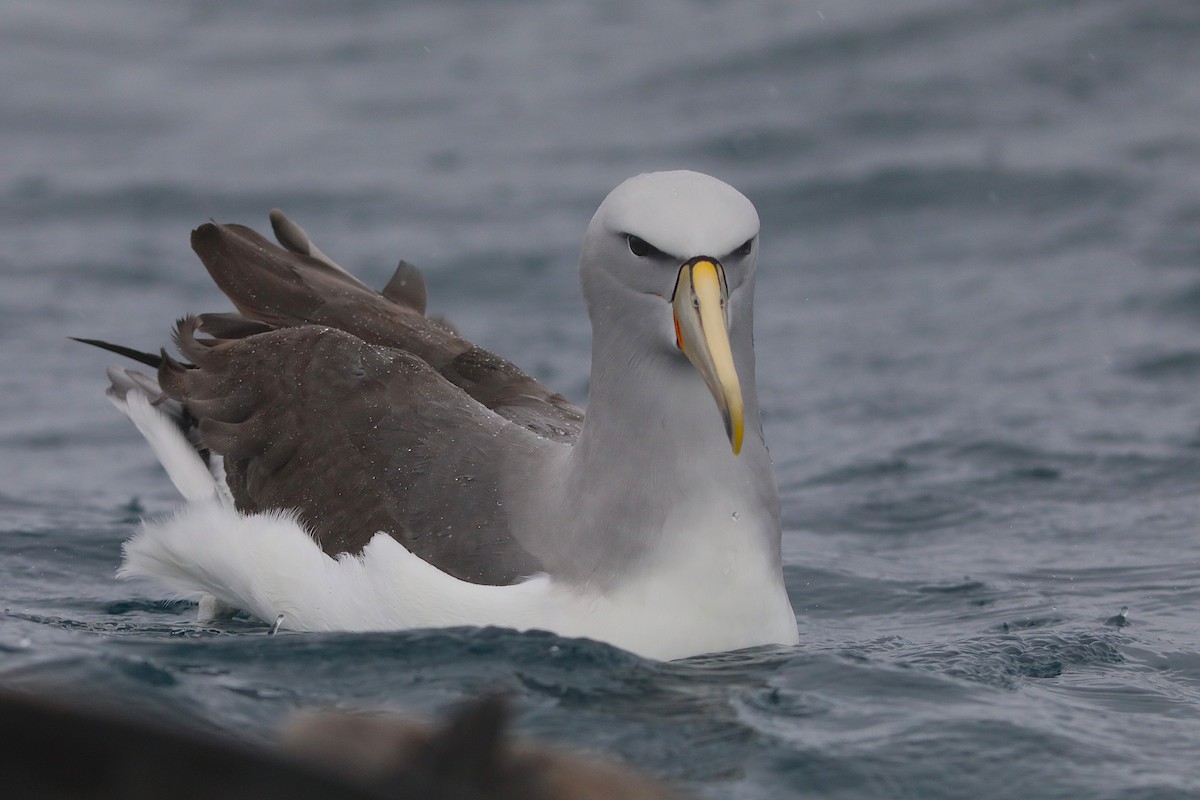Buller's Albatross - ML641886444