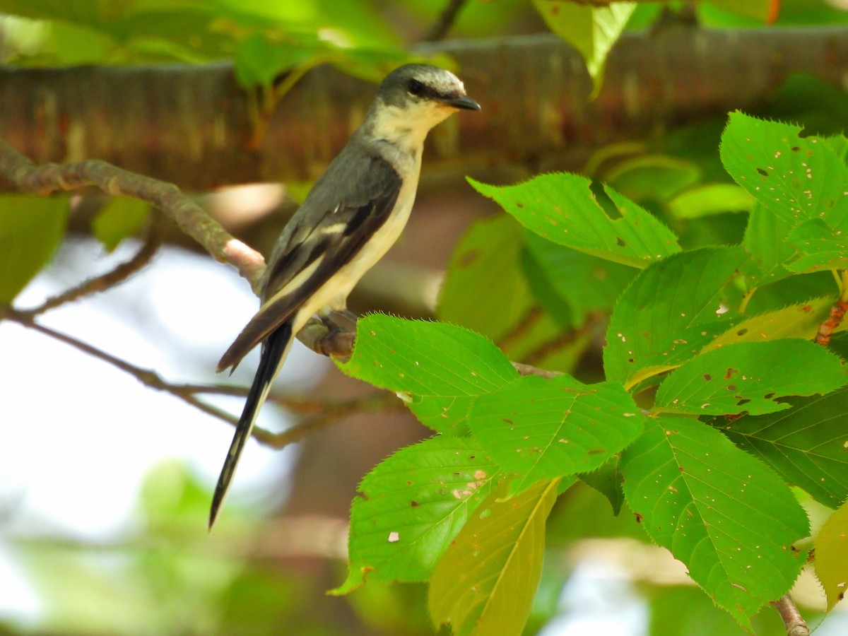 Minivet Ceniciento - ML641886447