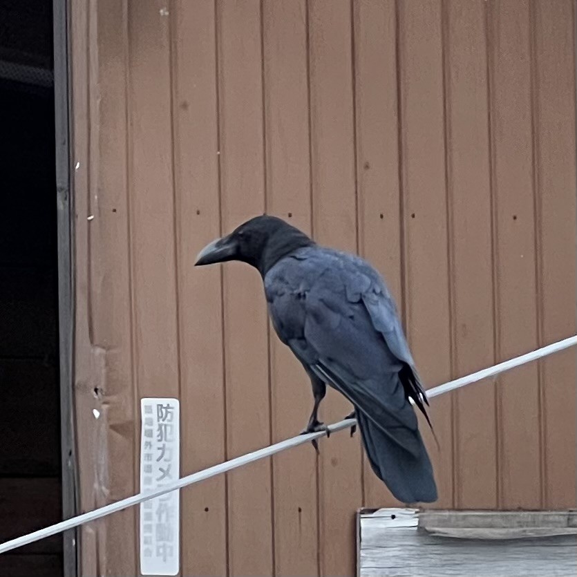 Large-billed Crow - ML641886454
