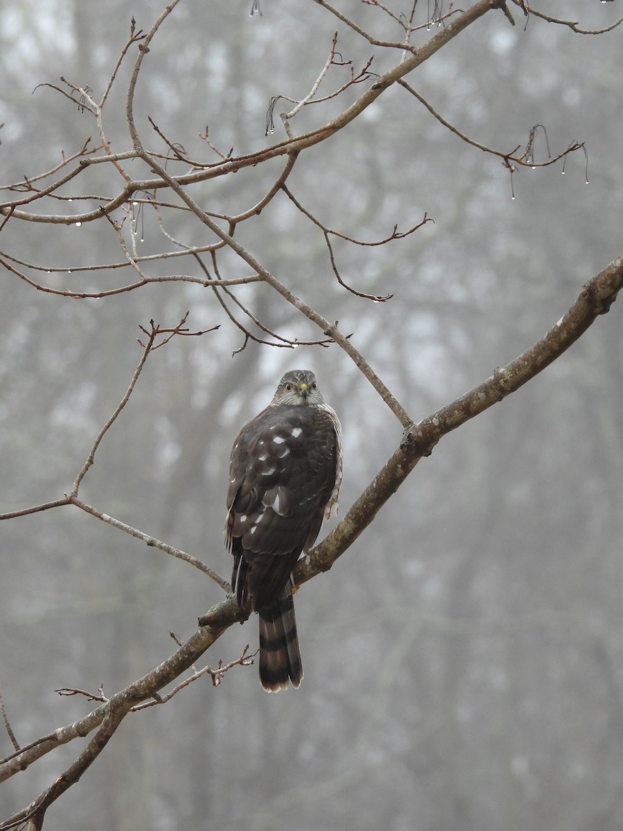 Sharp-shinned Hawk - ML641886458