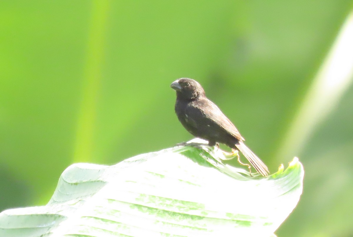 Variable Seedeater - ML641886461