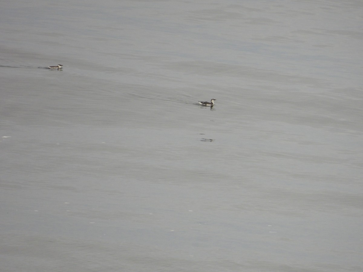 Common Murre - ML641886476