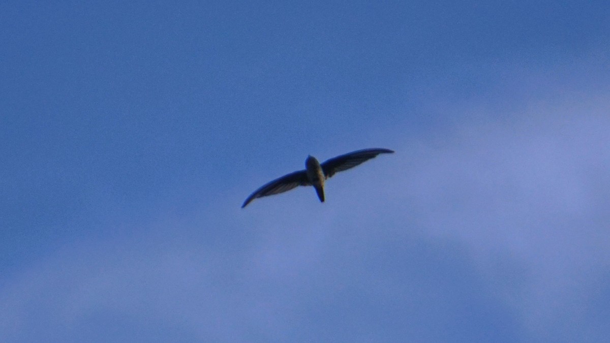 Asian Palm Swift - ML641886481