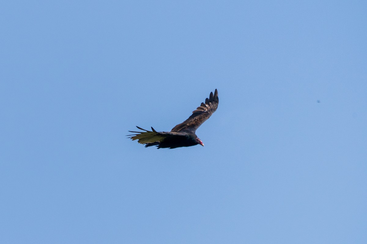 Aura Gallipavo - ML641886494