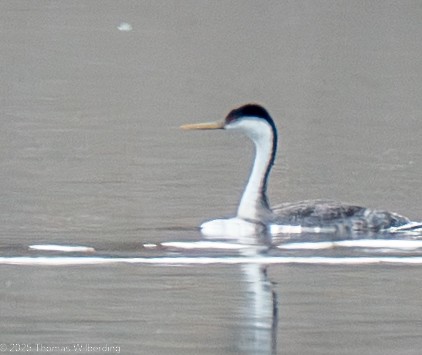 Western Grebe - ML641886512