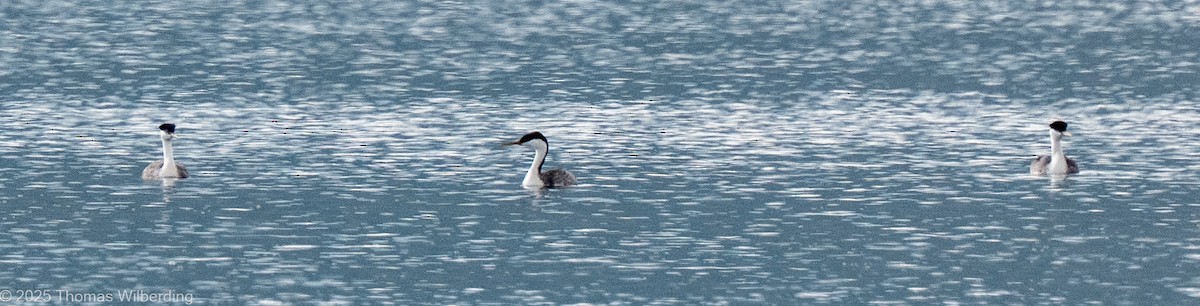 Western Grebe - ML641886513