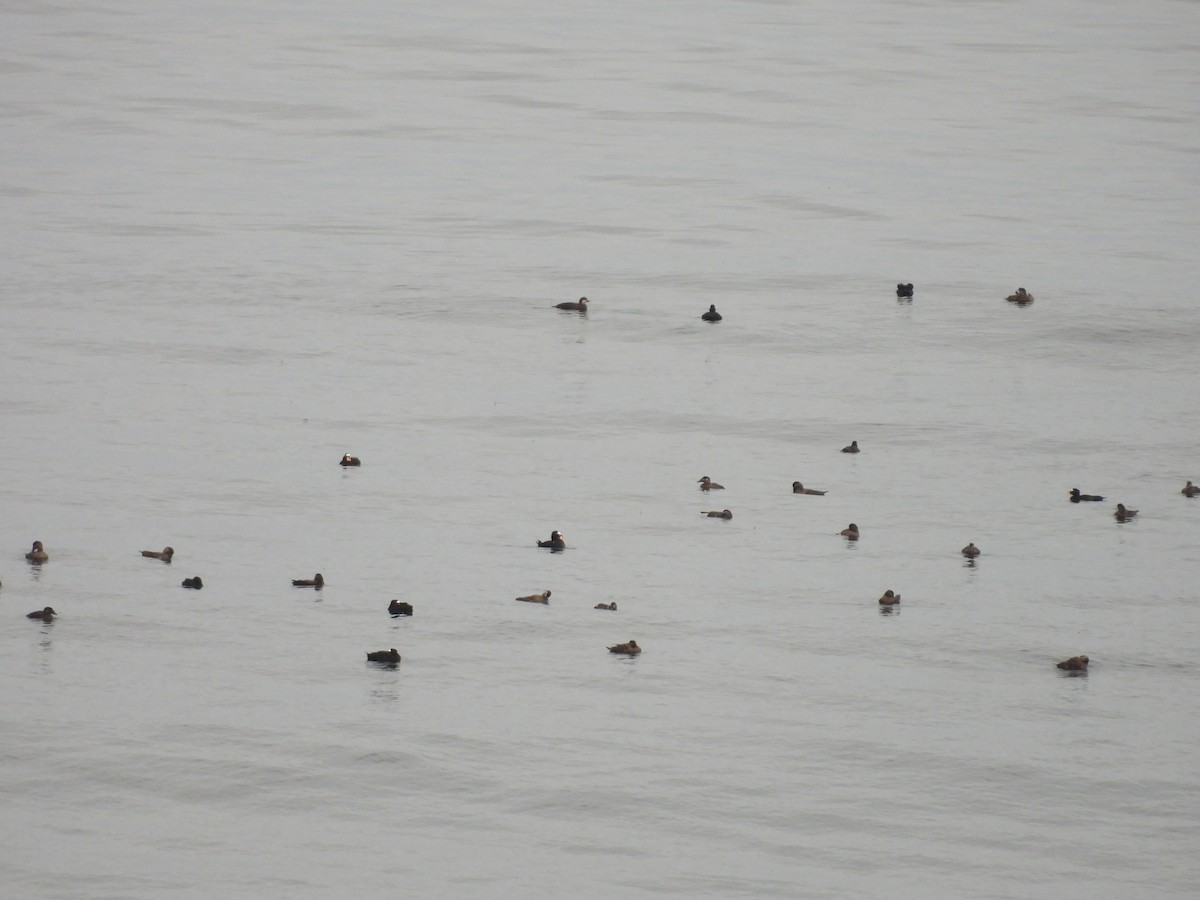 Surf Scoter - ML641886515