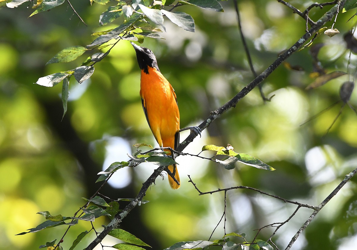 Baltimore Oriole - ML641886523
