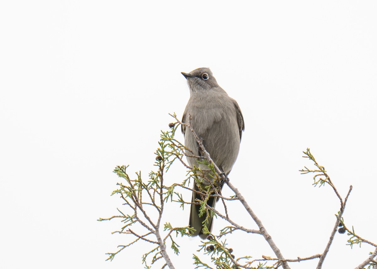 Townsend's Solitaire - ML641886529