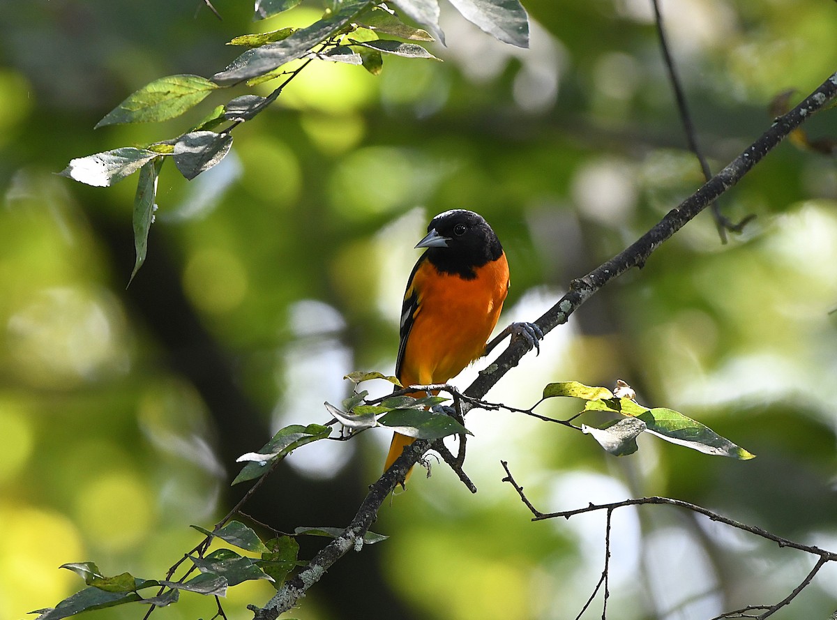 Baltimore Oriole - ML641886530