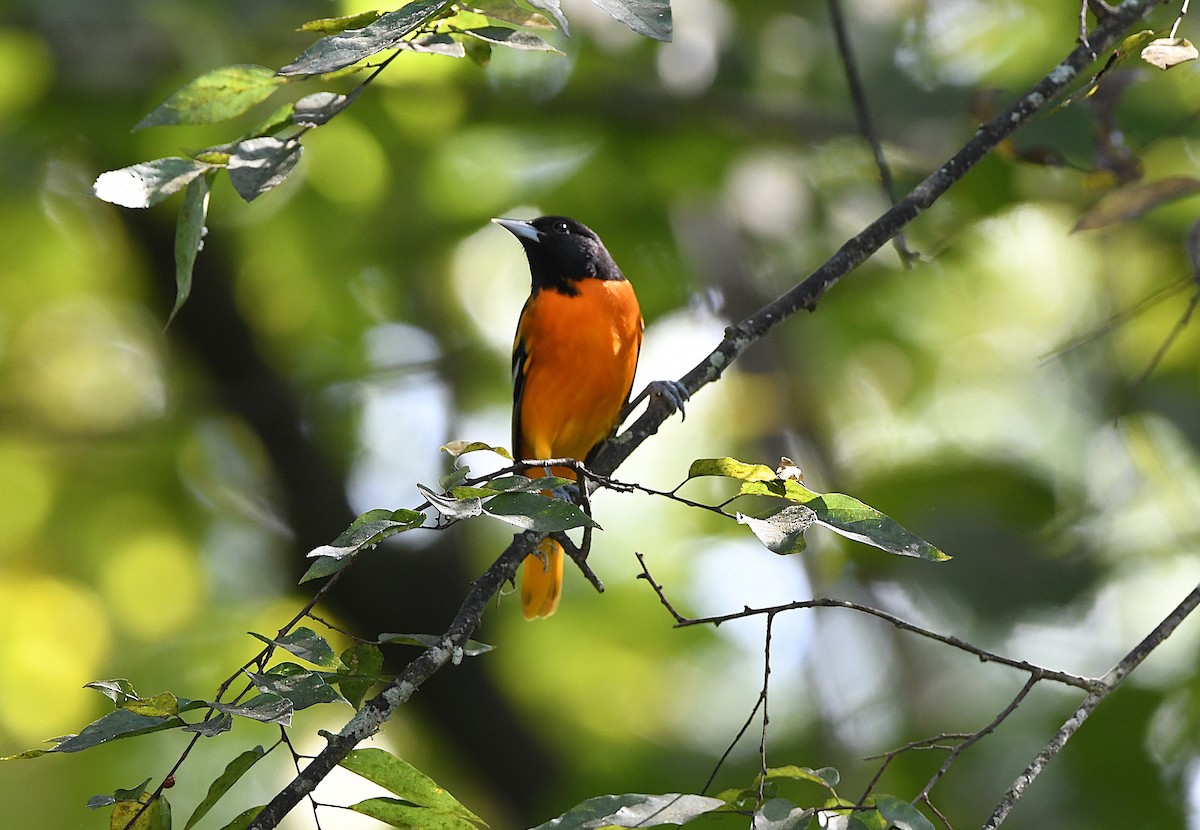 Baltimore Oriole - ML641886531