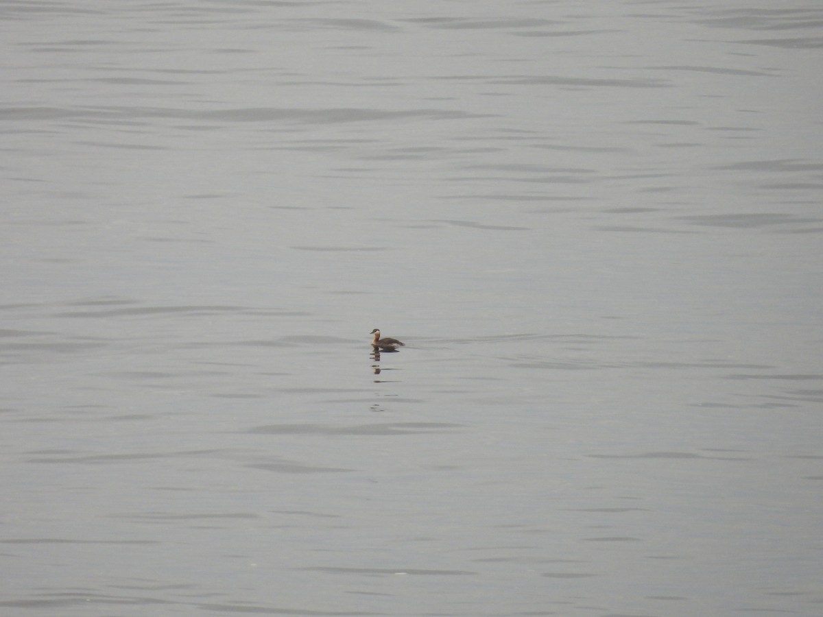 Red-necked Grebe - ML641886535