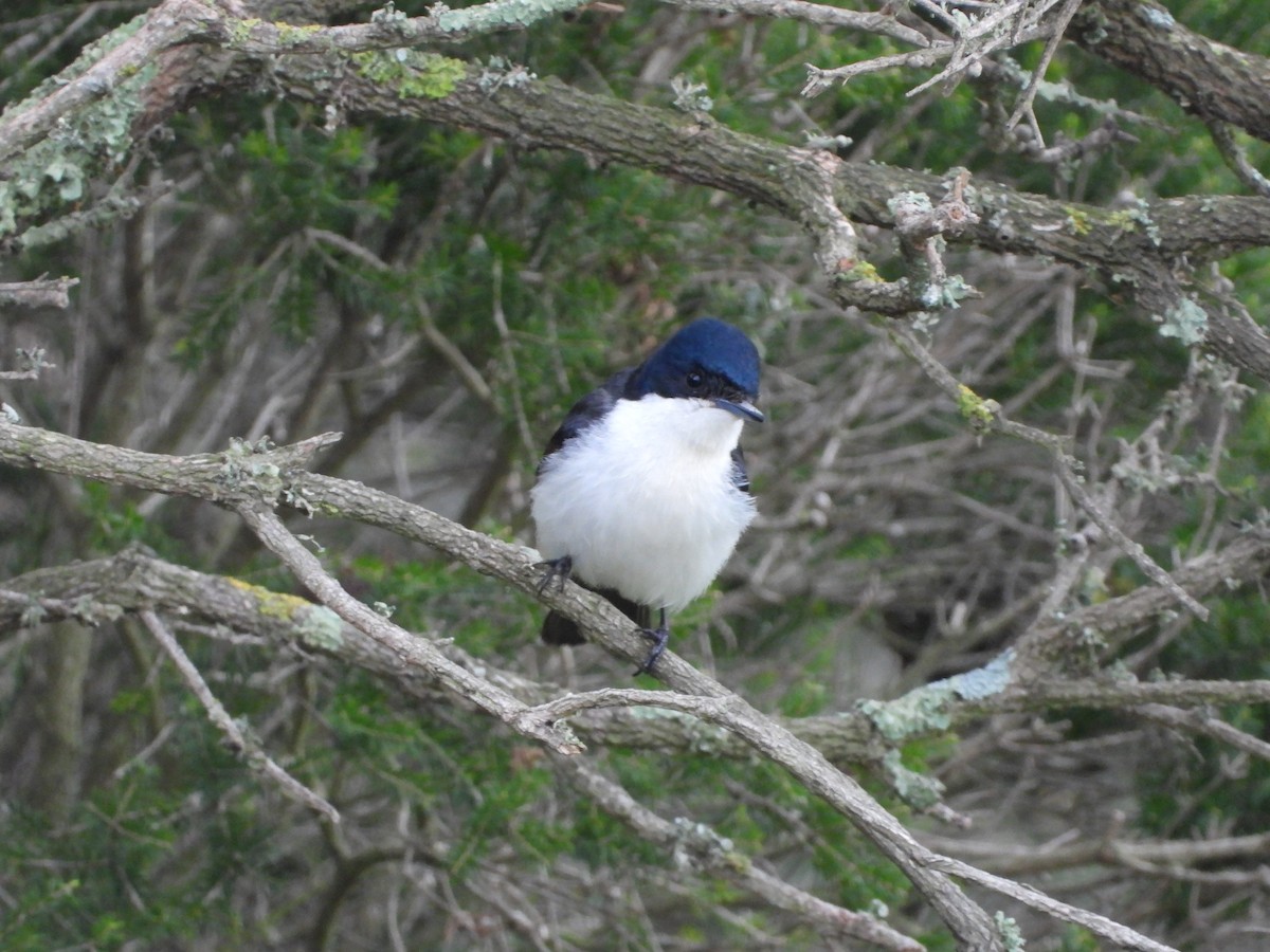 Restless Flycatcher - ML641886567