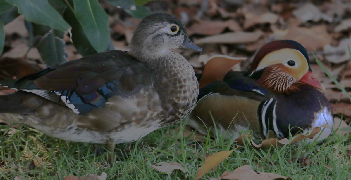 Pato Mandarín - ML641886570