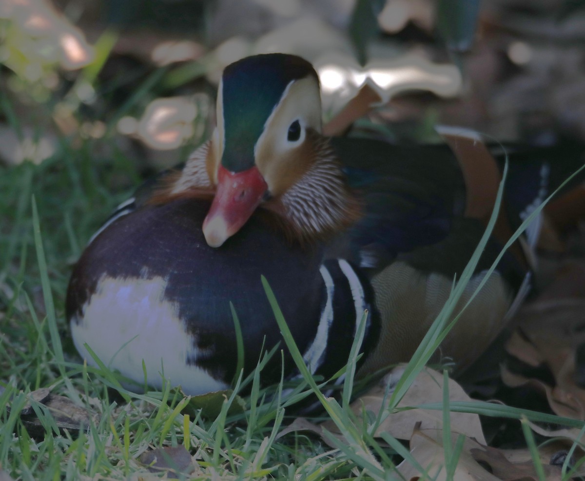Pato Mandarín - ML641886571