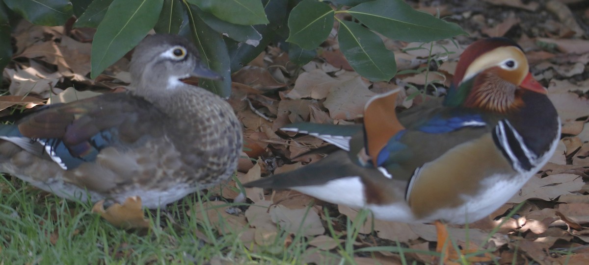 Pato Mandarín - ML641886572
