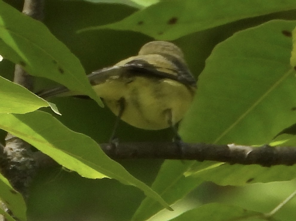 Parulidae sp. - ML641886584