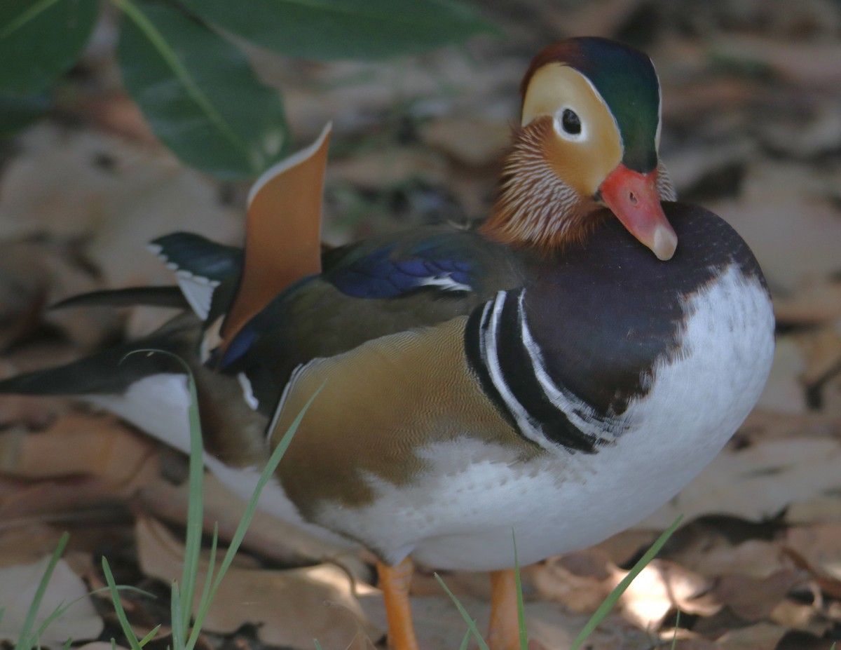 Mandarin Ördeği - ML641886591