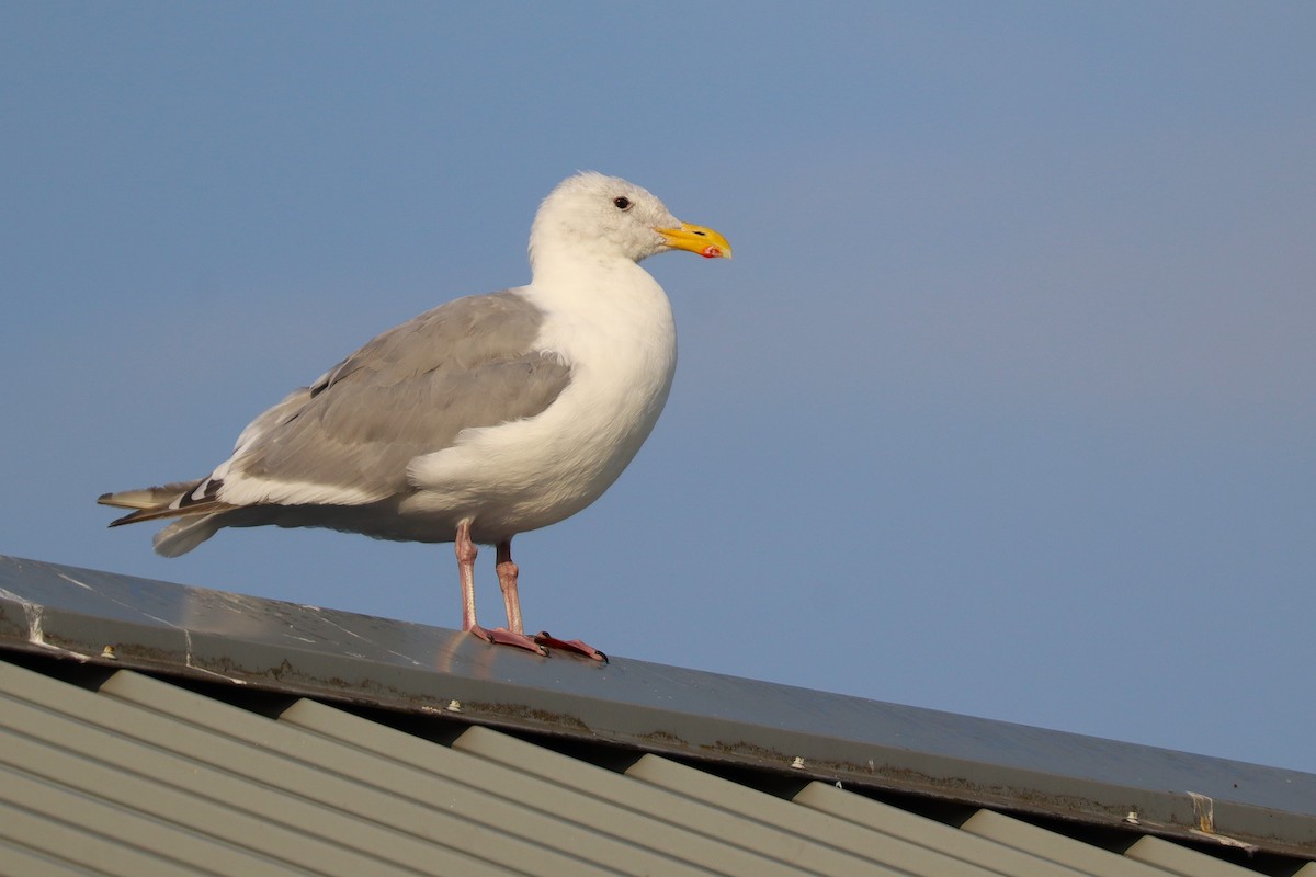 Glaucous-winged Gull - ML641886608