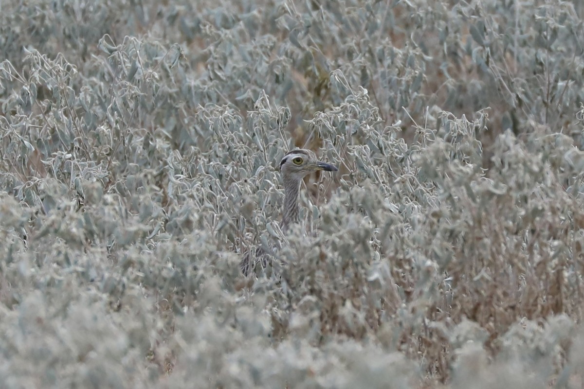 Double-striped Thick-knee - ML641886624