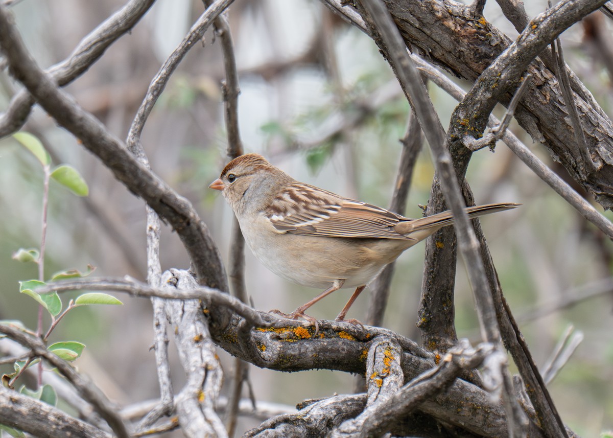 White-crowned Sparrow - ML641886626