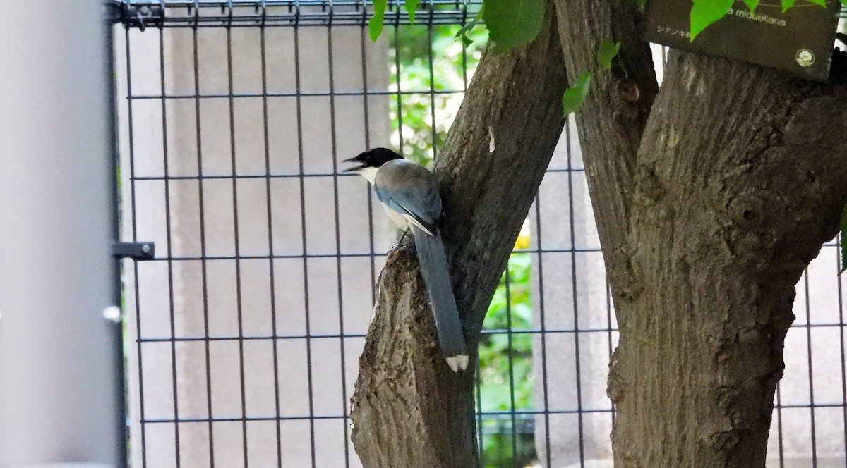 Azure-winged Magpie - ML641886630