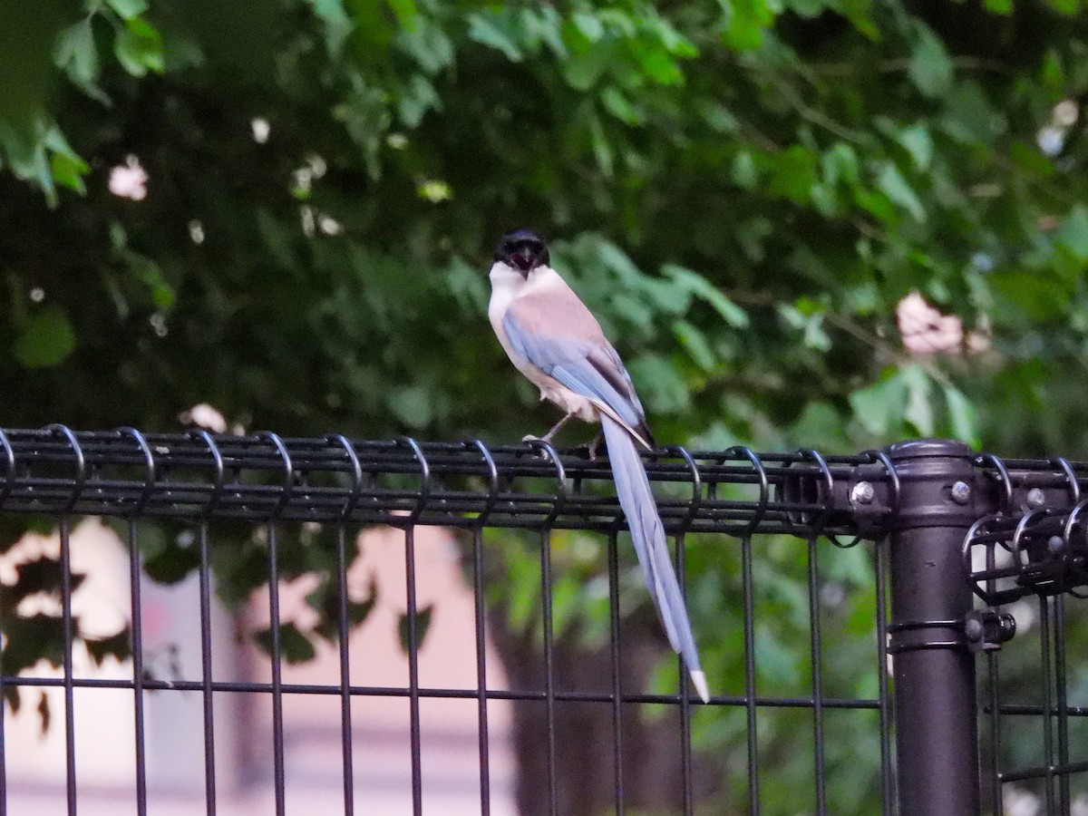 Azure-winged Magpie - ML641886631