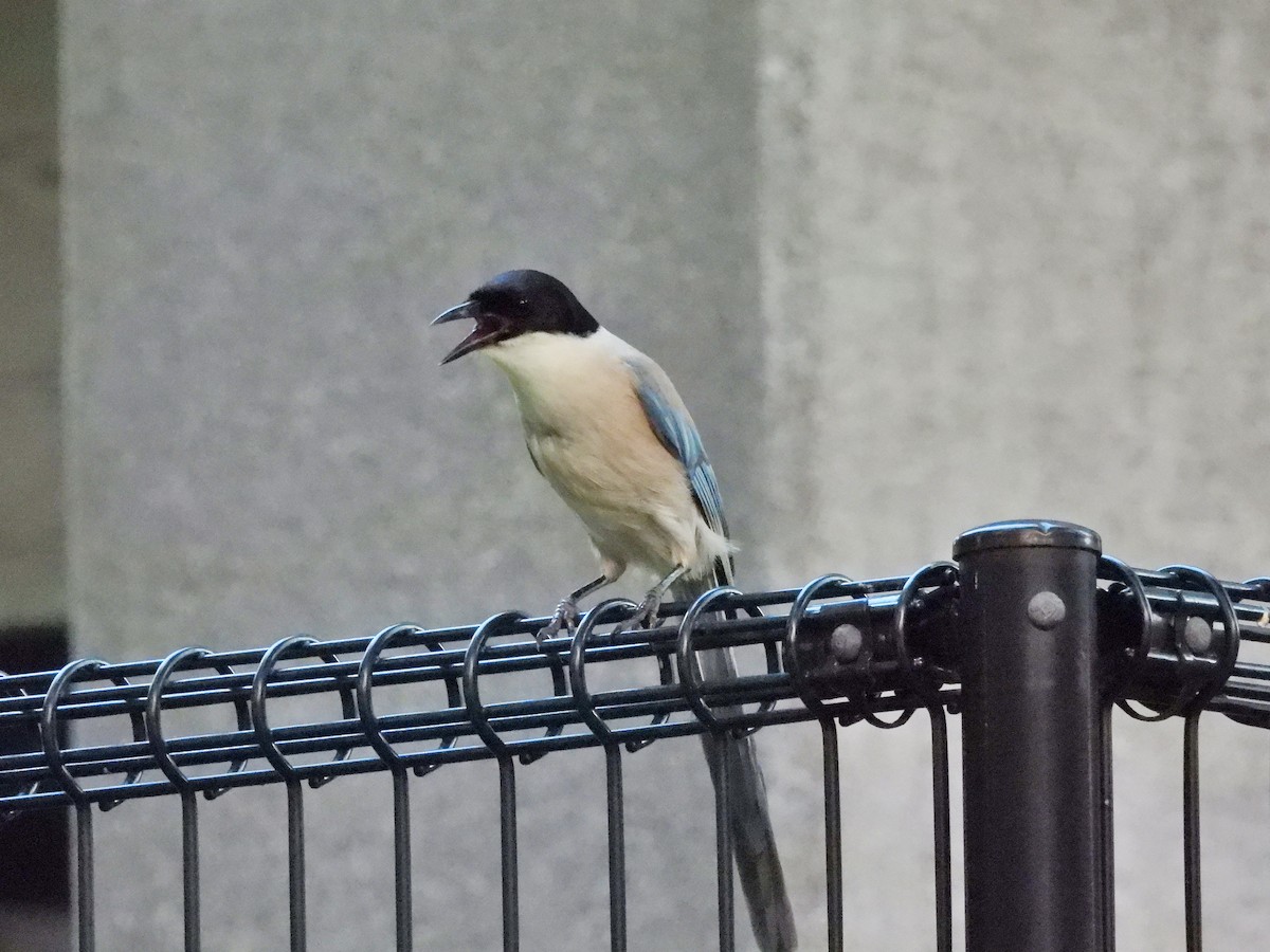 Azure-winged Magpie - ML641886633