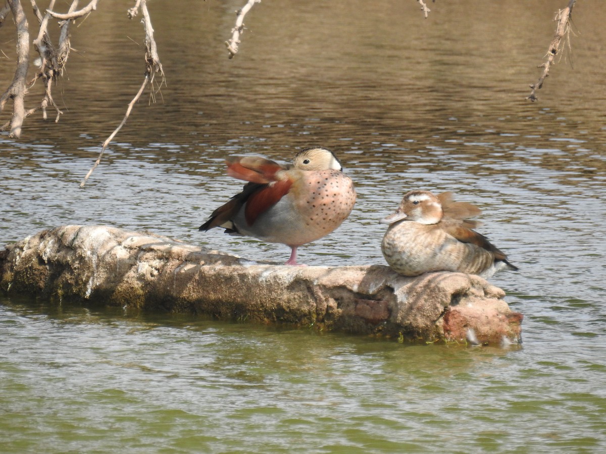 Ringed Teal - ML641886634